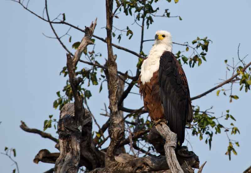 Águila - parque nacional de Chobe - Botswana 2